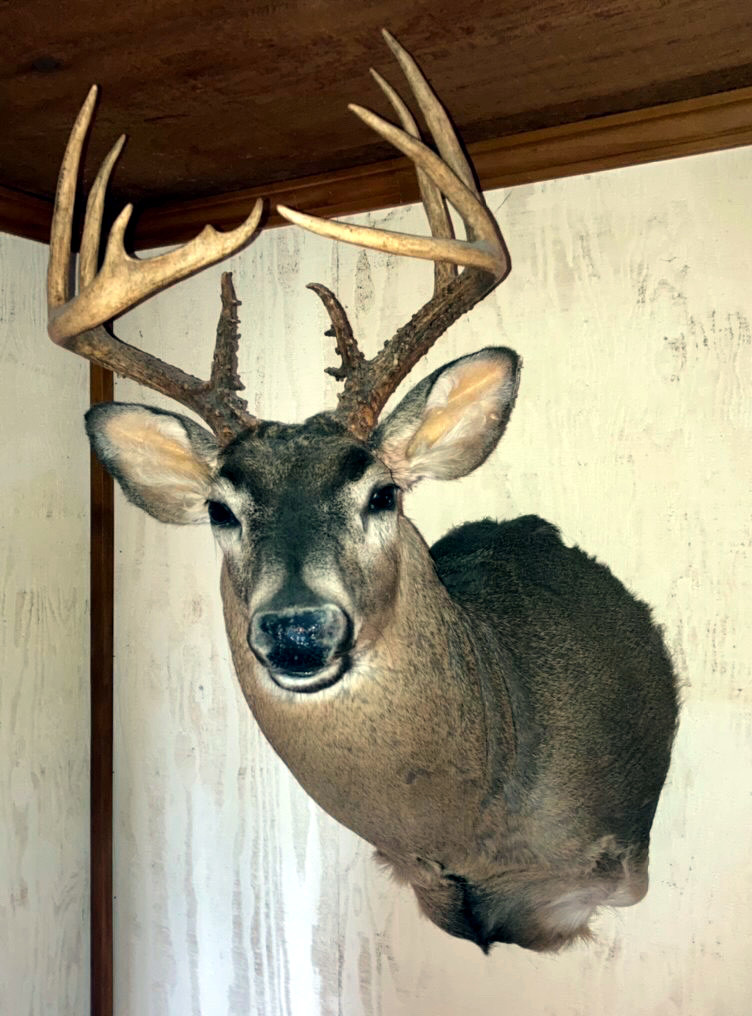 11-point deer