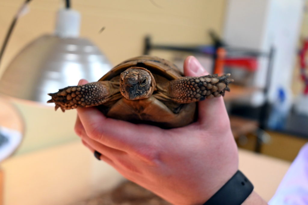 Claws, Scales, Fins: A Gallery of Teachers’ Pets