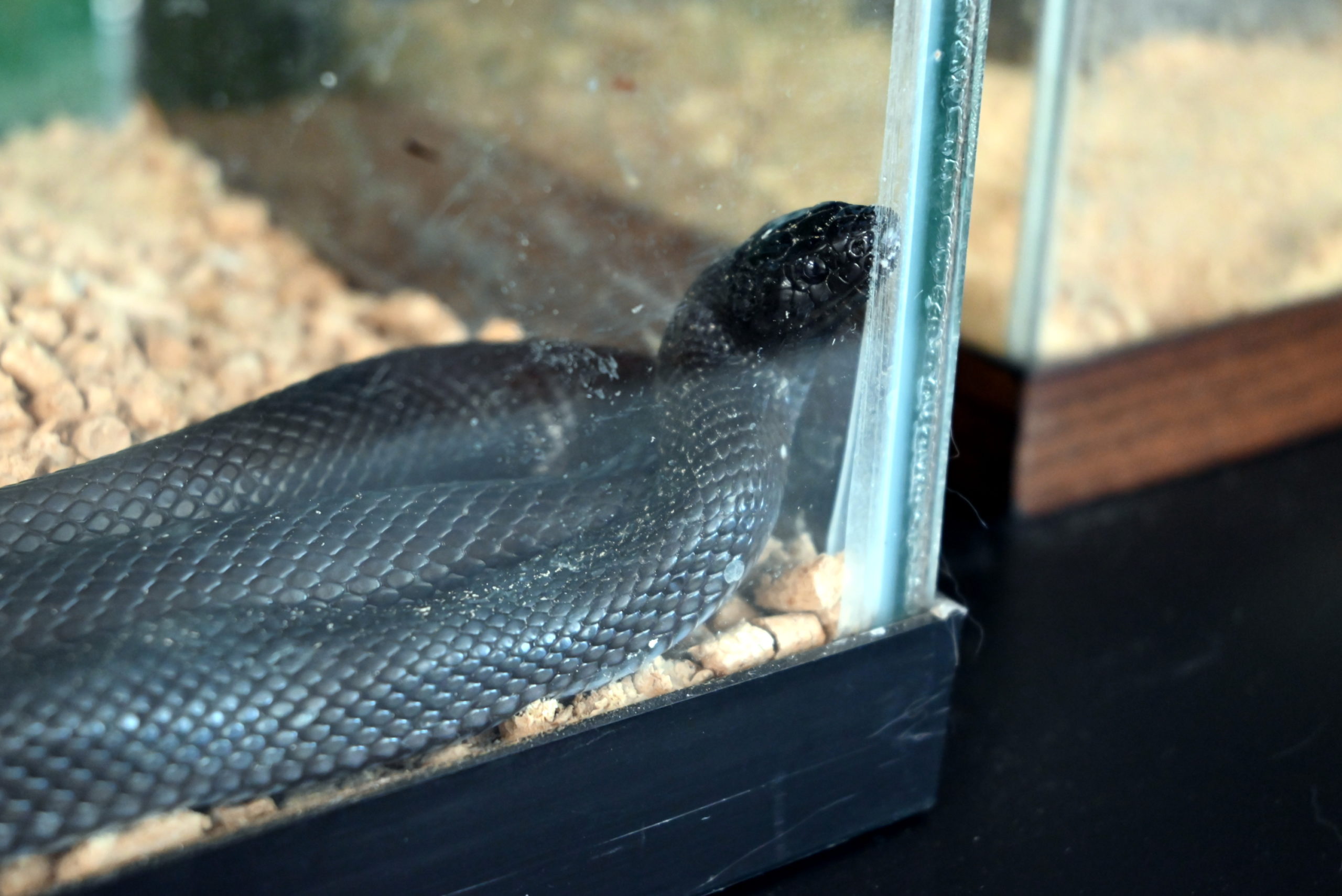 Snake