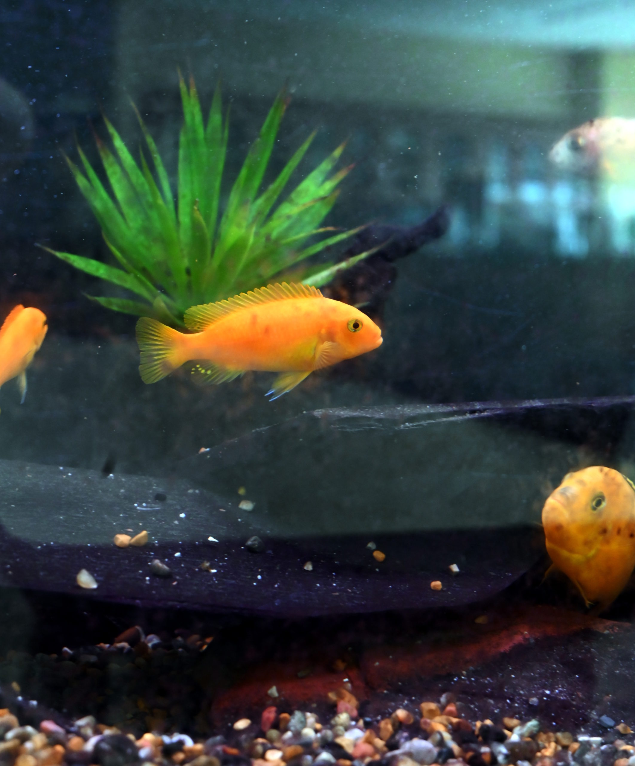 Fish