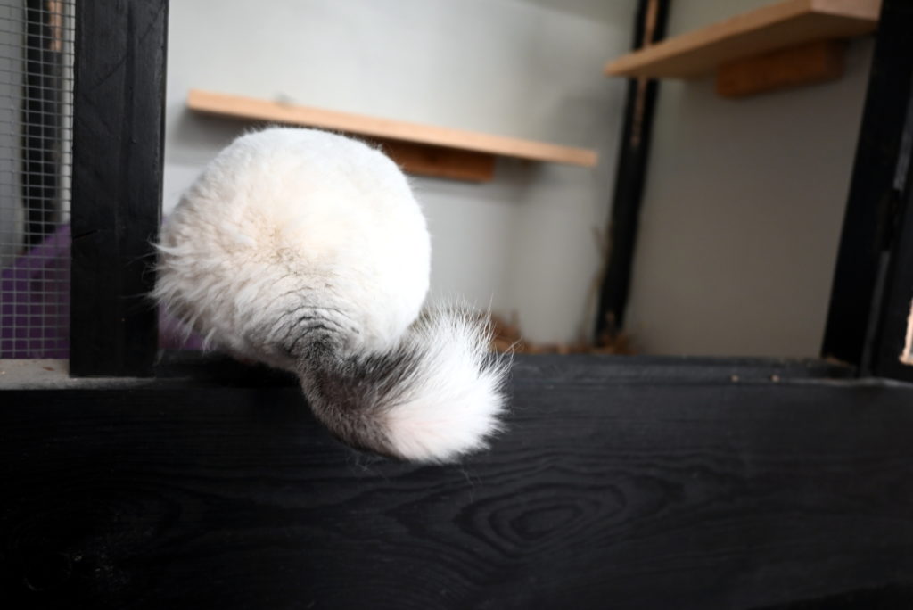 Claws, Scales, Fins: Teachers’ Pets