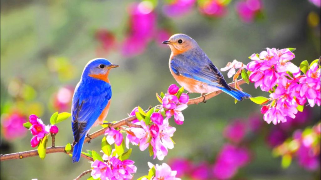 Spring birds