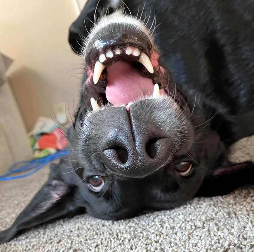 Upside down dog