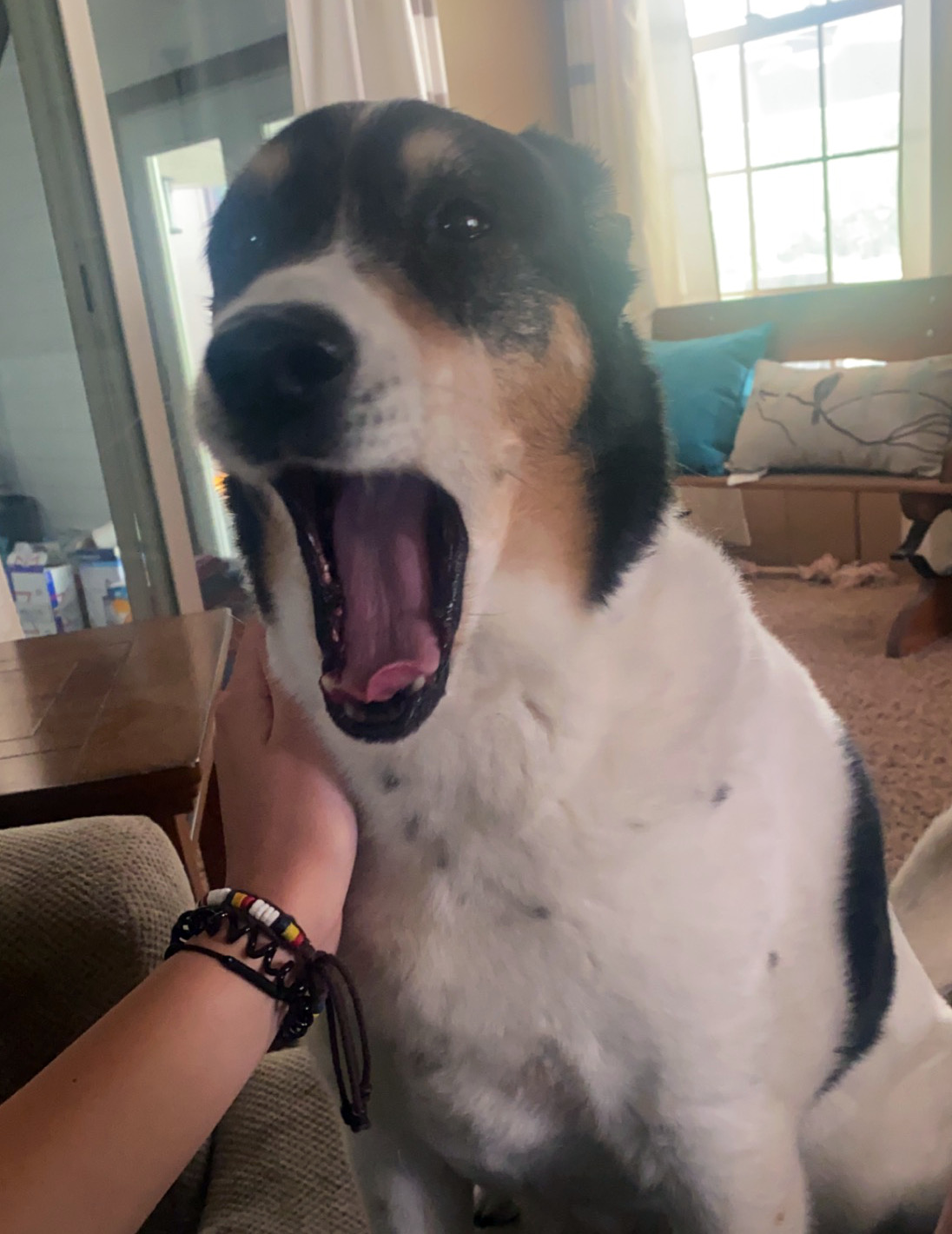 Yawning dog