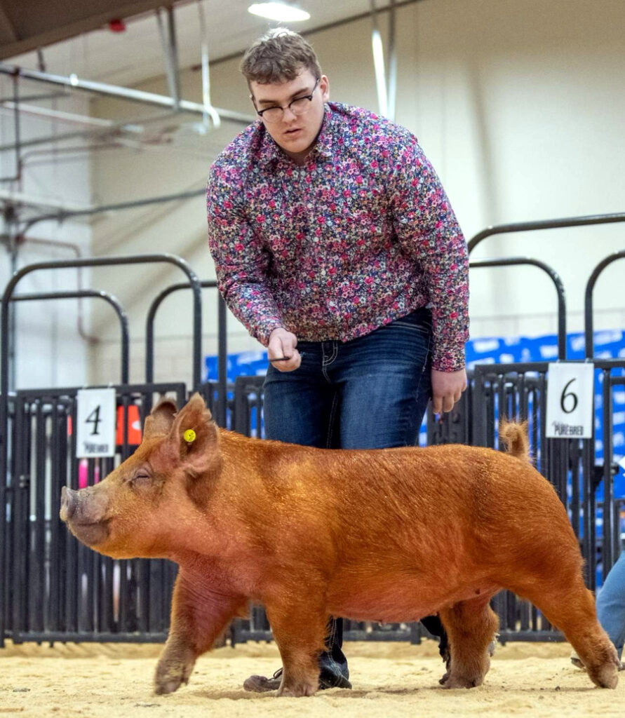 Showing his pig