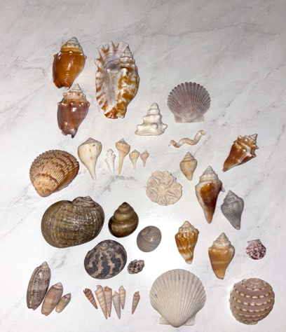Seashells